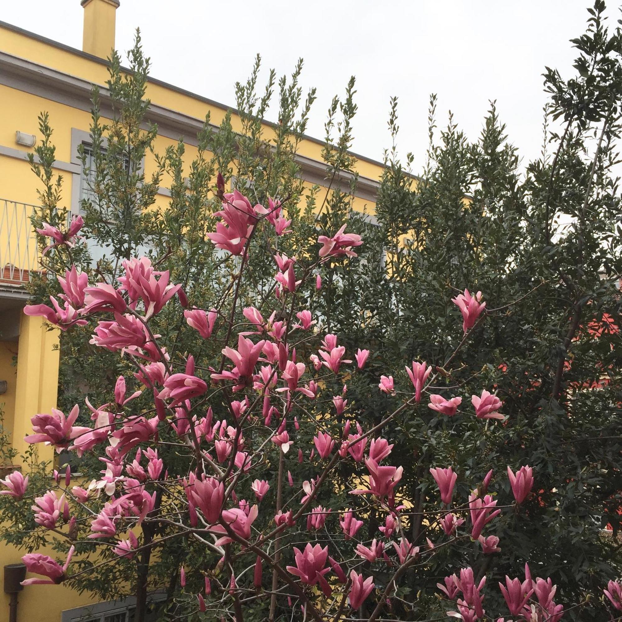 Navigli Downtown Cocco House Apartment Milano Ngoại thất bức ảnh